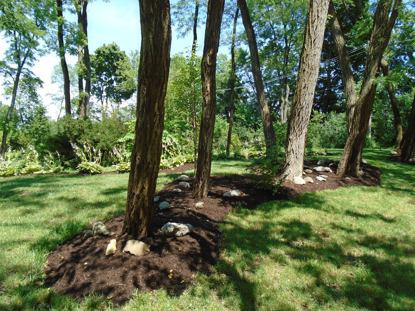 375 Deerpath Square Lake Forest, IL 60045 - Photo 11 of 23 a view of a lush green forest