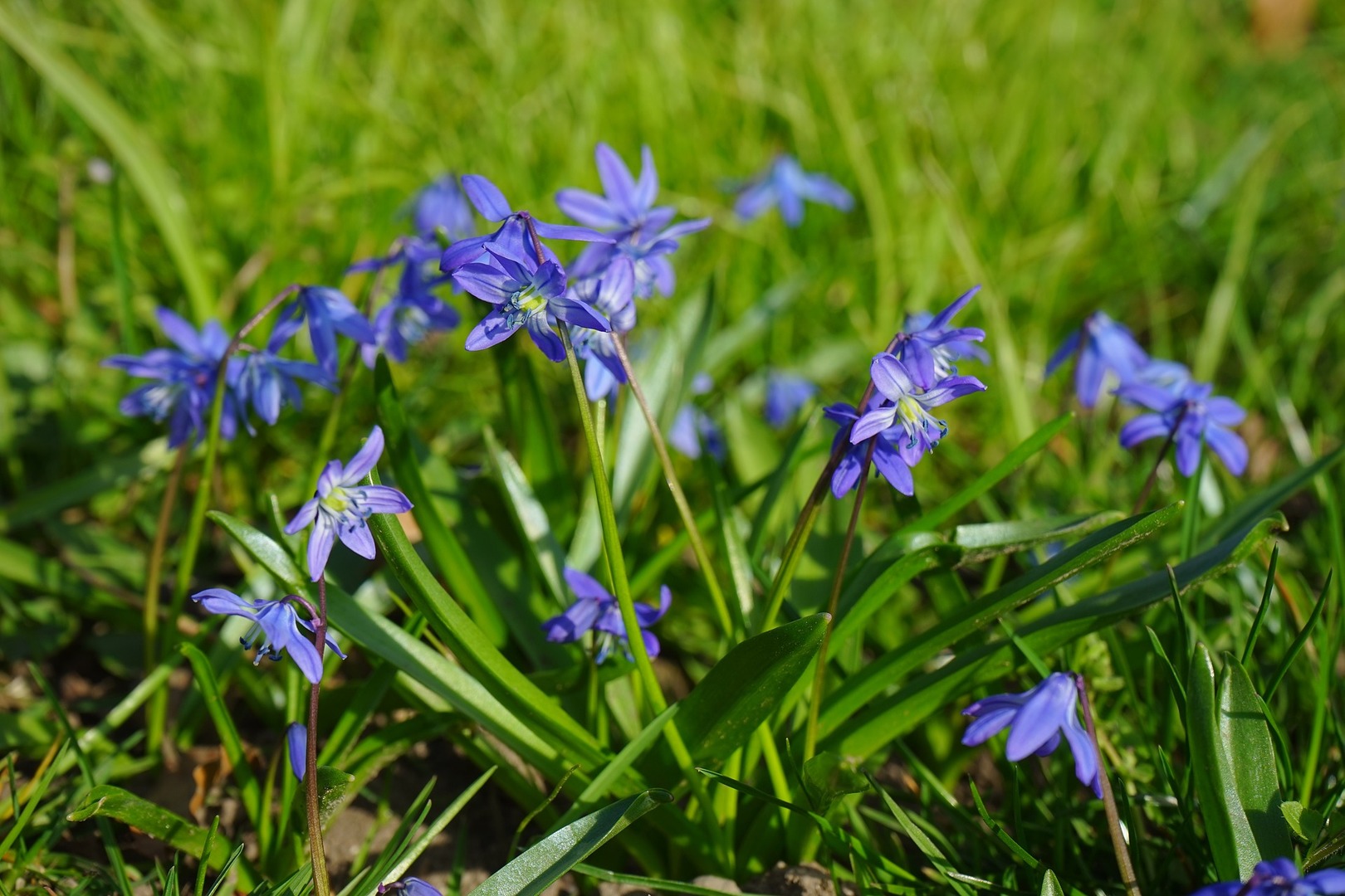 375 Deerpath Square Lake Forest, IL 60045 - Photo 18 of 23 a view of a flower