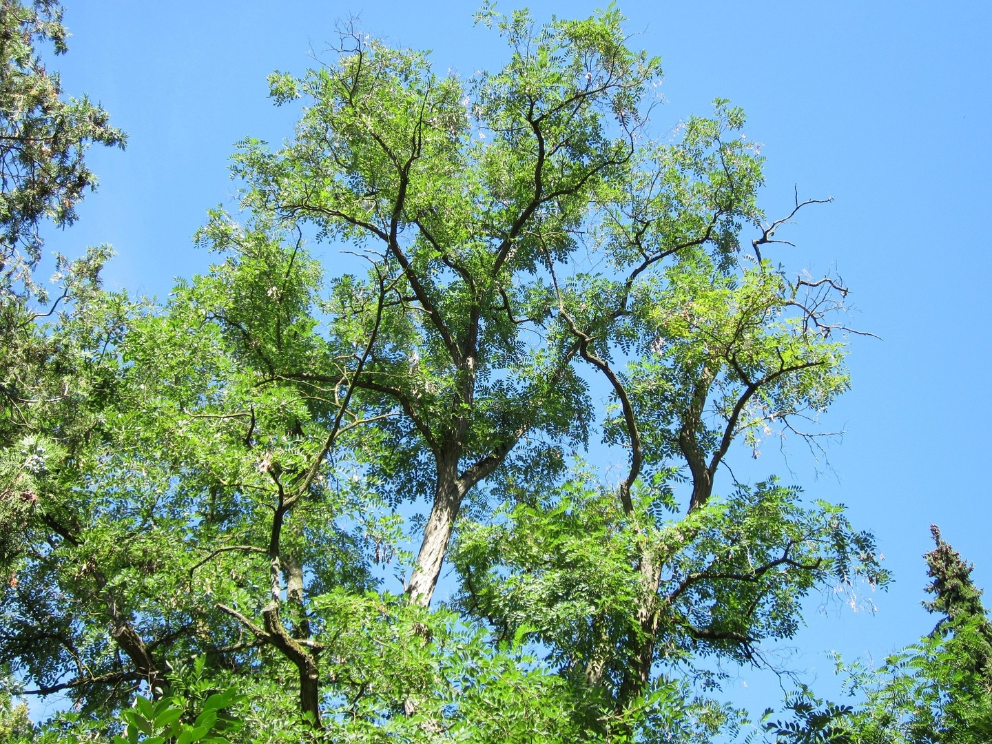 375 Deerpath Square Lake Forest, IL 60045 - Photo 21 of 23 a plant with lots of trees