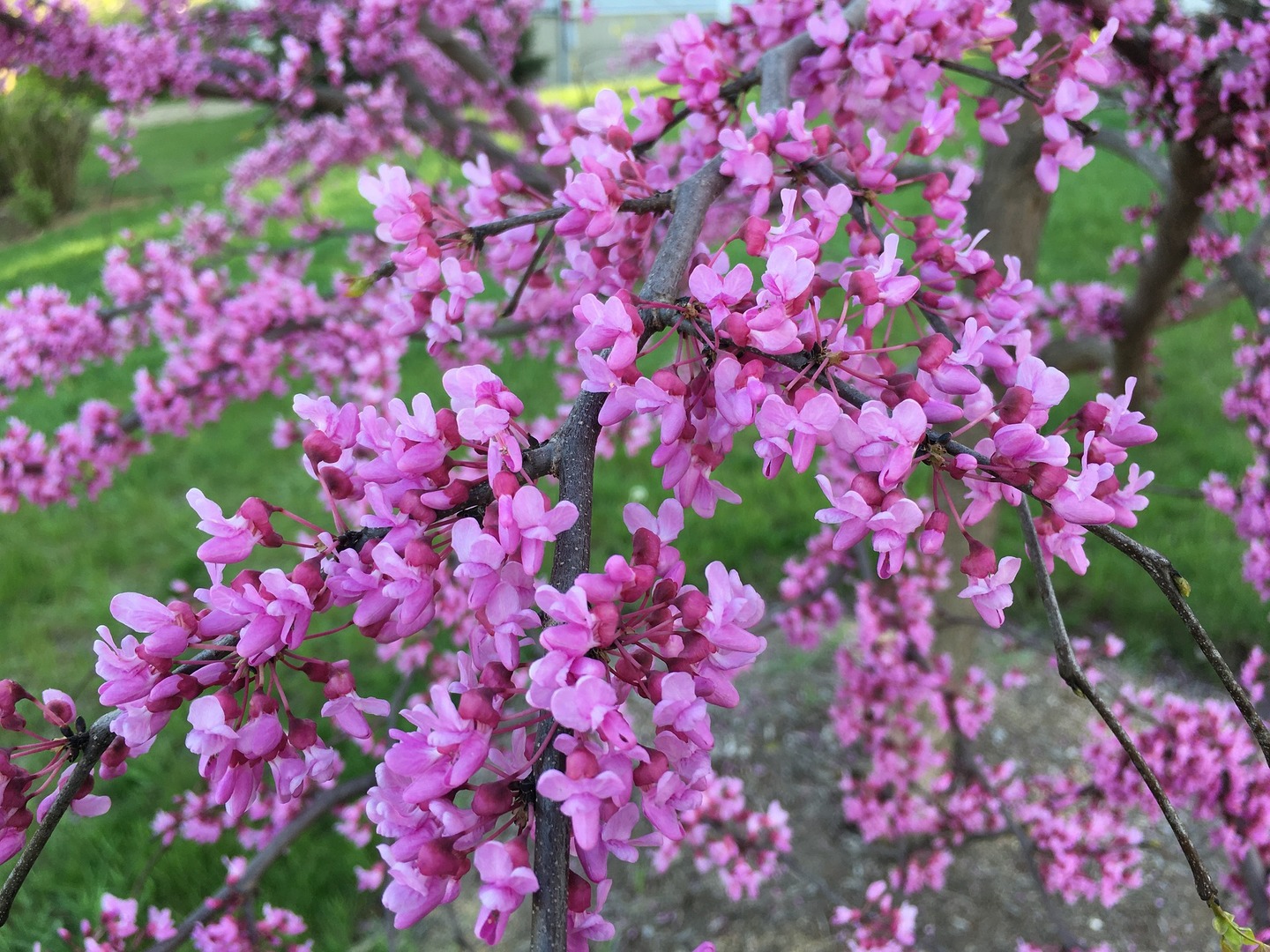 375 Deerpath Square Lake Forest, IL 60045 - Photo 23 of 23 a view of a flower
