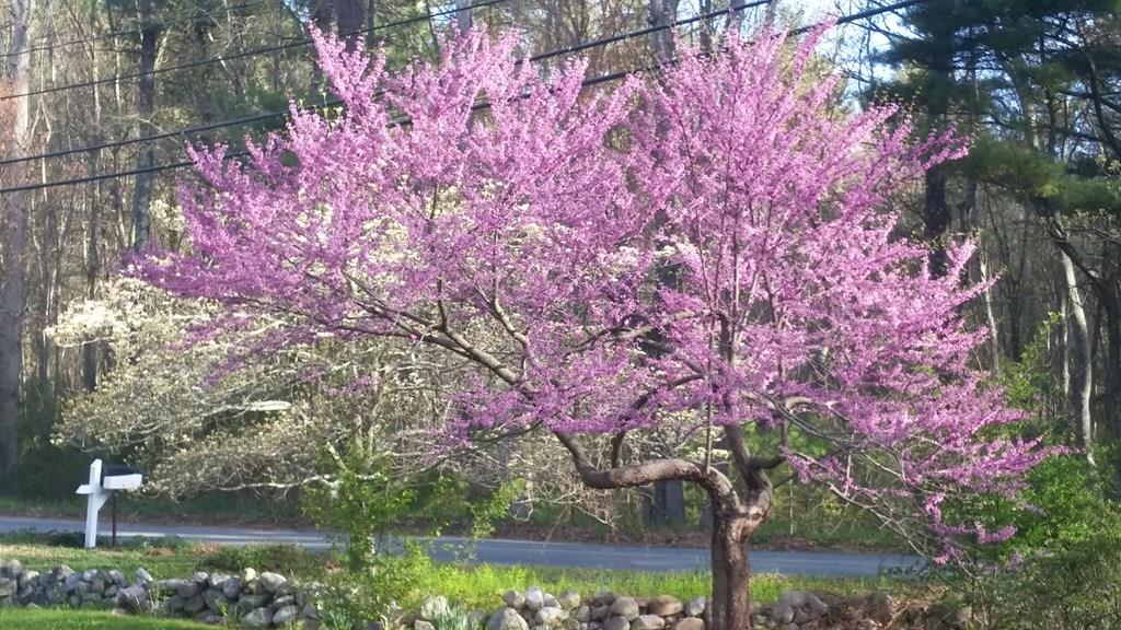 67 Chipaway Road Freetown, MA 02717 - Photo 31 of 32 a lake view with sitting space