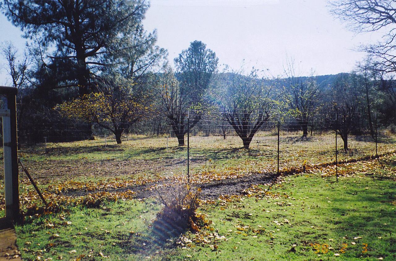 10471 Blue Mountain Ranch Road Whitmore, CA 96096 - Photo 4 of 5 a view of a yard in a yard