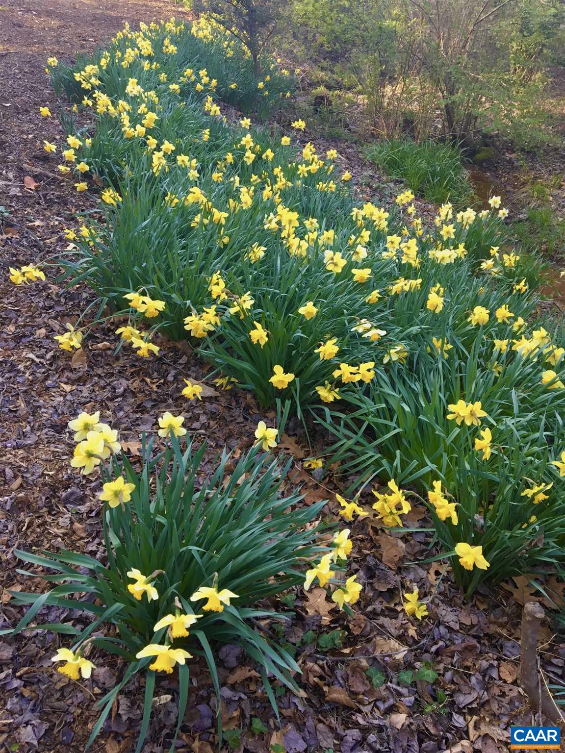 2006 Meadowbrook Road Charlottesville, VA 22903 - Photo 43 of 43 a view of flowers