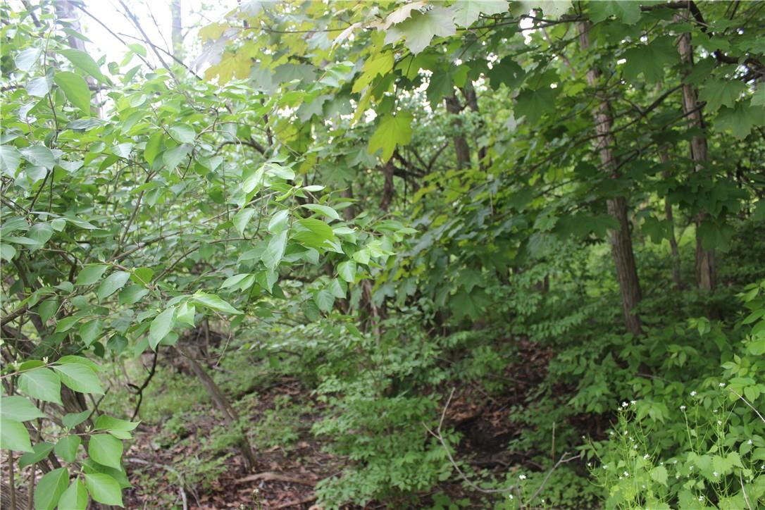 30 Harding Way Monroe, NY 10950 - Photo 3 of 4 a view of a lush green forest