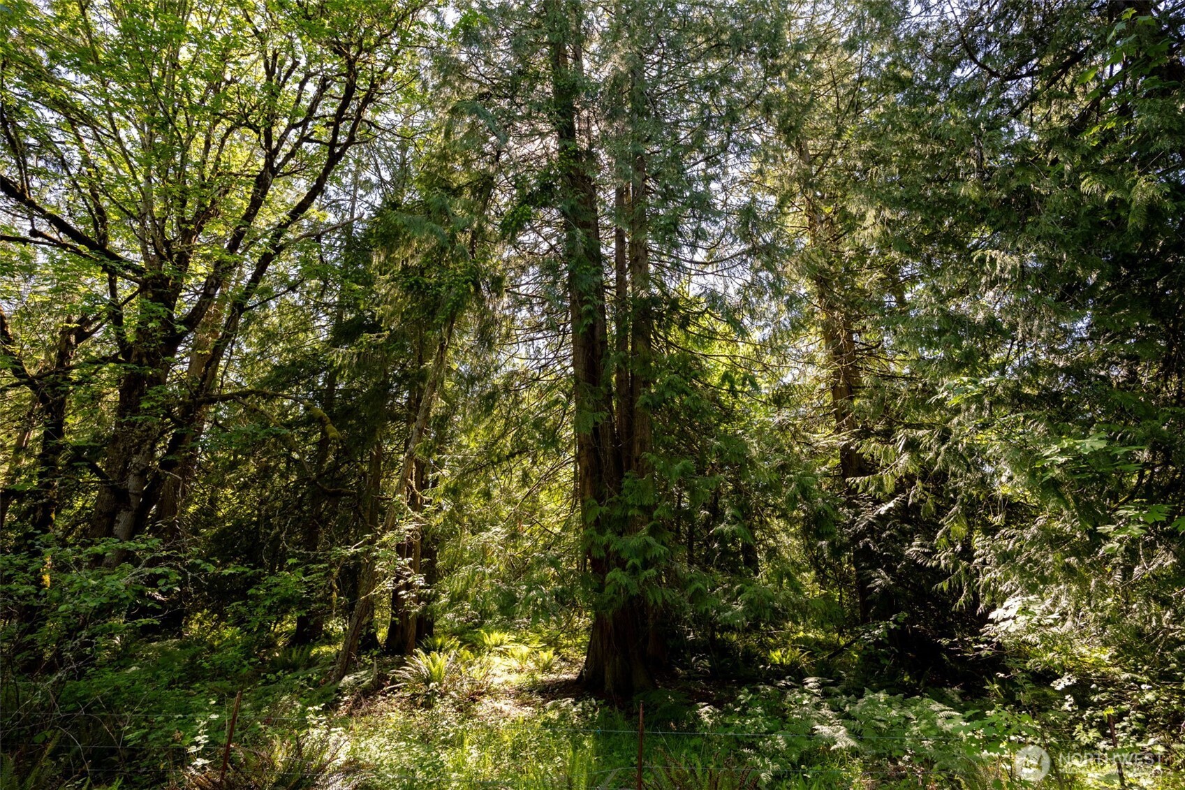 1716 304th Street East Roy, WA 98580 - Photo 8 of 21 a view of a tree in a yard