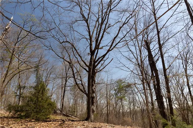 a backyard of a house with large trees