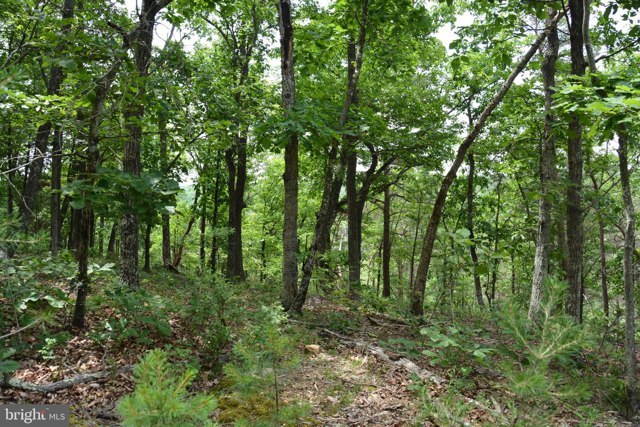 Two Lots On Siler Road Winchester, VA 22603 - Photo 20 of 38 a big yard with lots of green space and trees