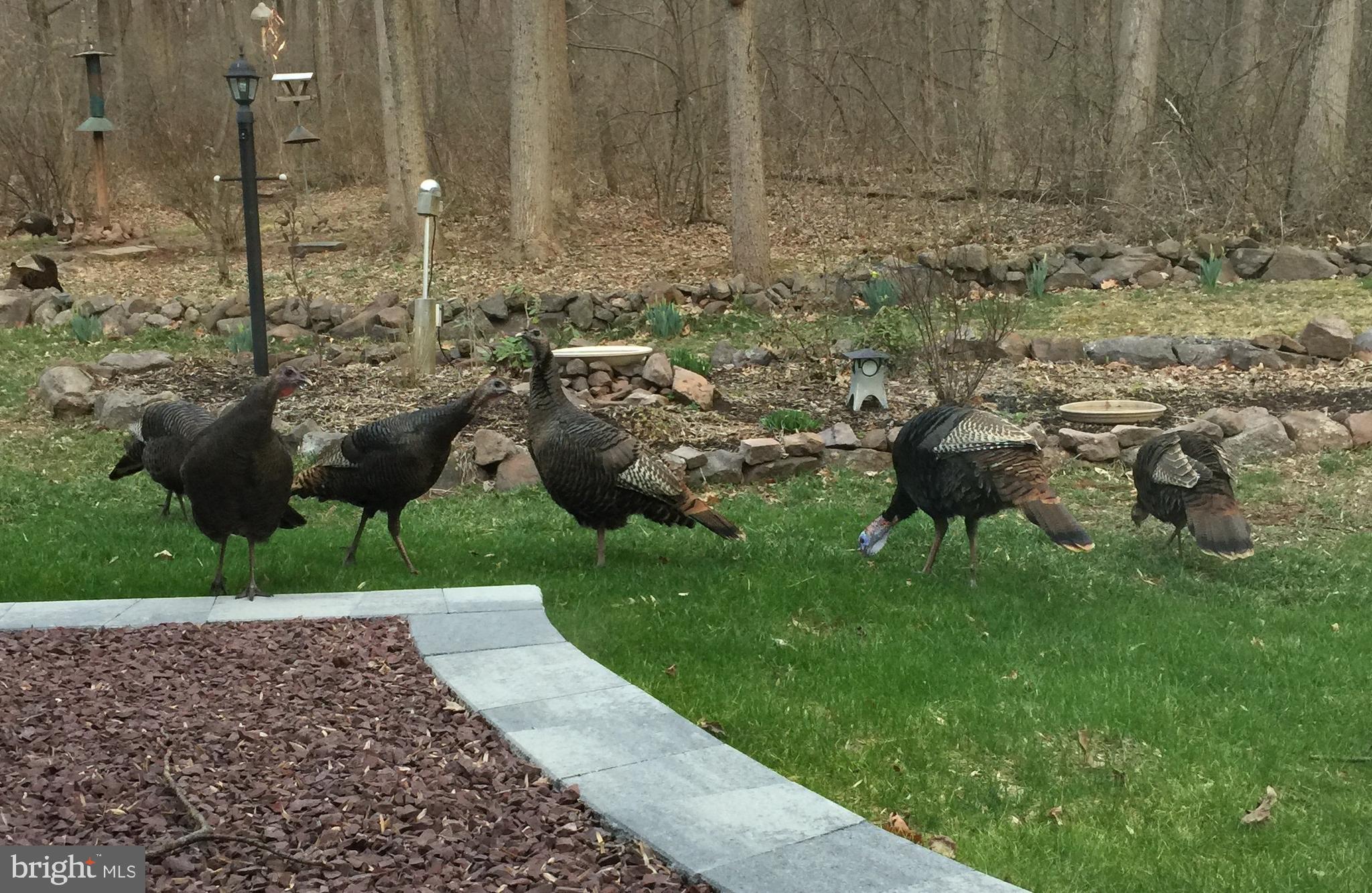 36 Hopewell Road Elverson, PA 19520 - Photo 34 of 37 Here Come the Turkeys!