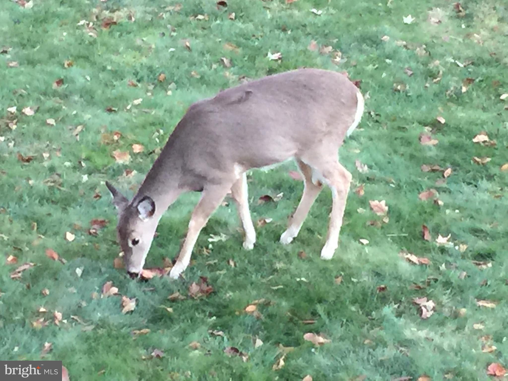 36 Hopewell Road Elverson, PA 19520 - Photo 8 of 37 Nature at your Back Door!