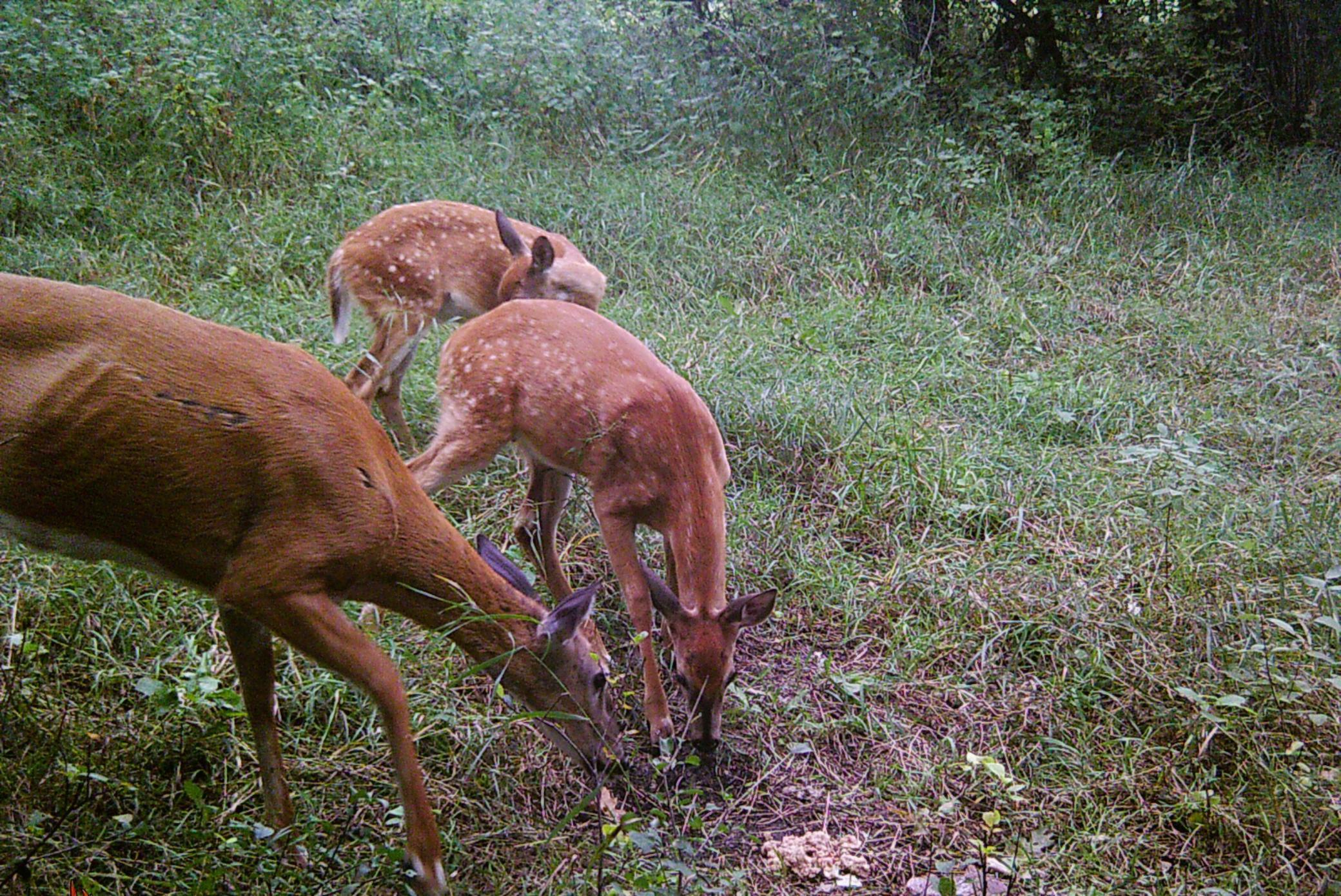 210 Fergus Falls Fergus Falls, MN 56537 - Photo 25 of 33