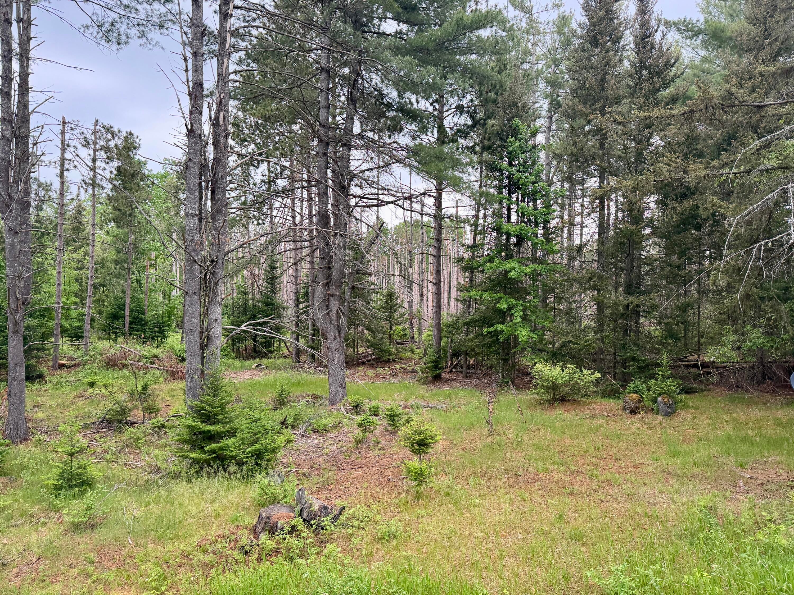 10576 Cope Road Onaway, MI 49765 - Photo 4 of 63 Gallery Image 4