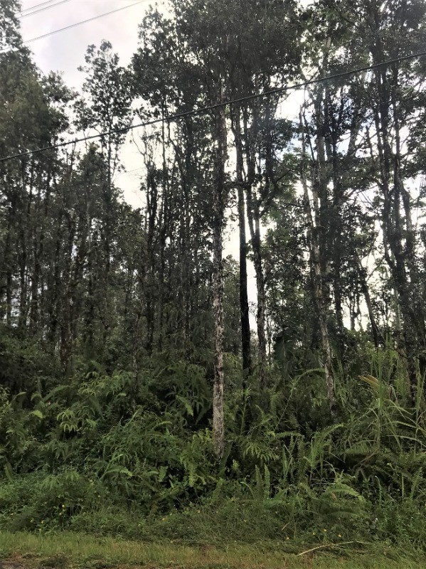 42 Seaview Road Pahoa, HI 96778 - Photo 4 of 10 a view of a trees in a yard