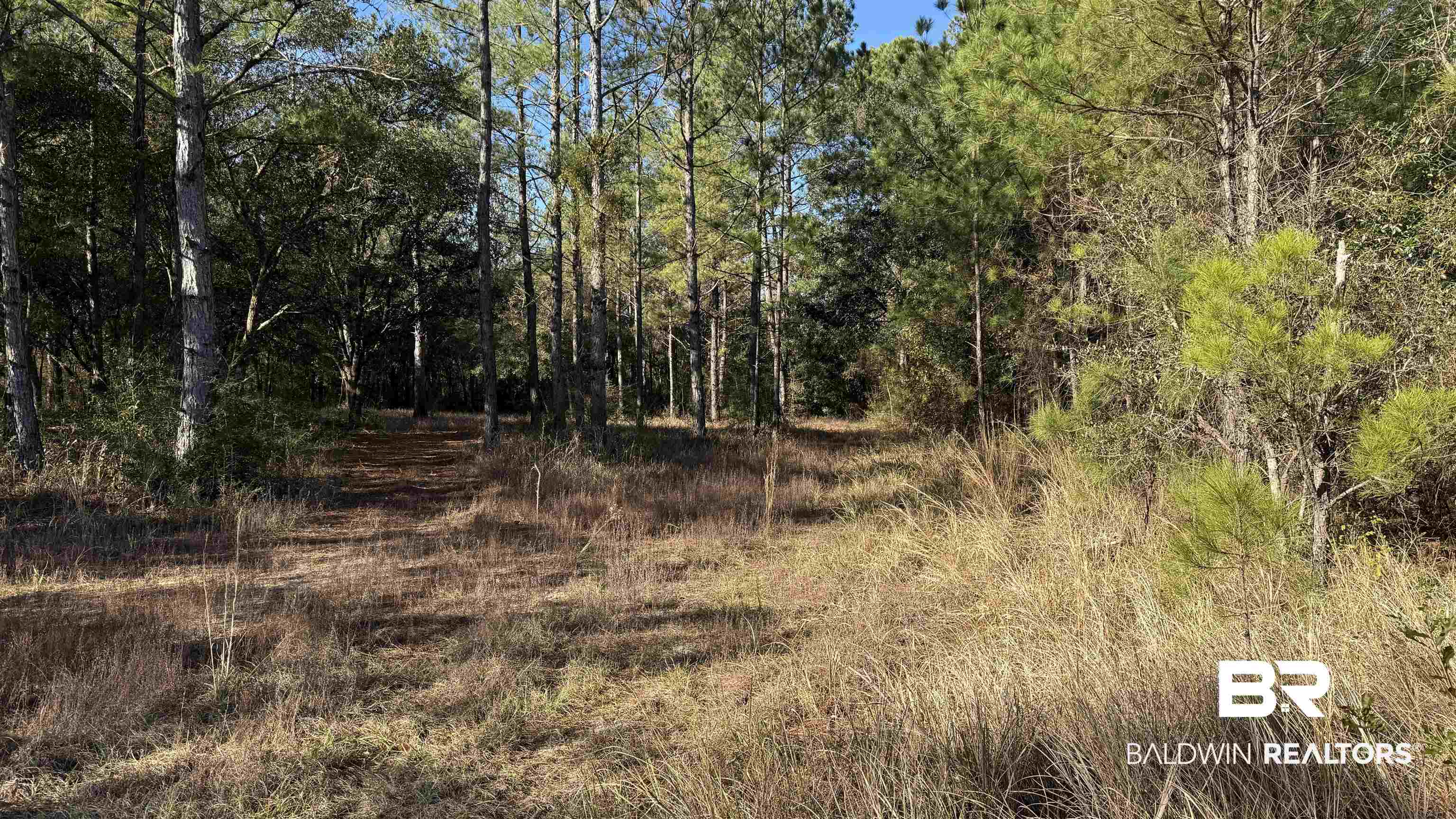 14830 Old Pascagoula Road Grand Bay, AL 36541 - Photo 9 of 32 View of local wilderness