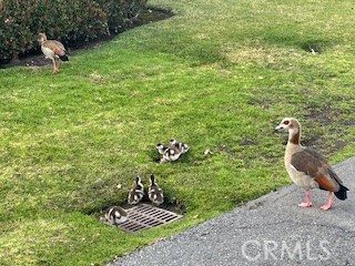 13 Greenleaf, Unit 5 Irvine, CA 92604 - Photo 33 of 46