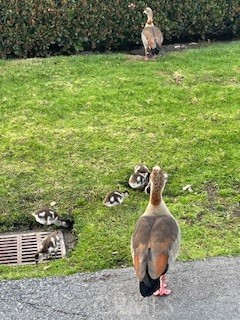 13 Greenleaf, Unit 5 Irvine, CA 92604 - Photo 34 of 46