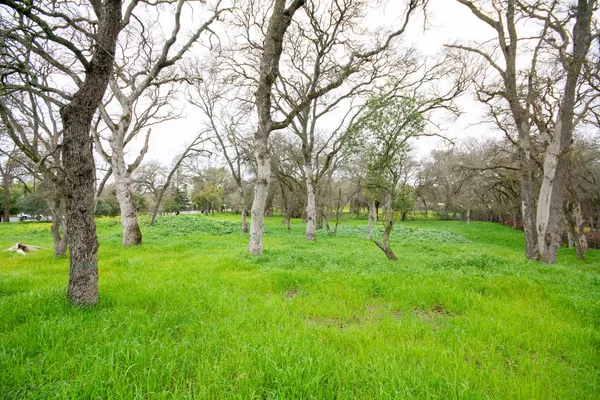 a view of yard with green space