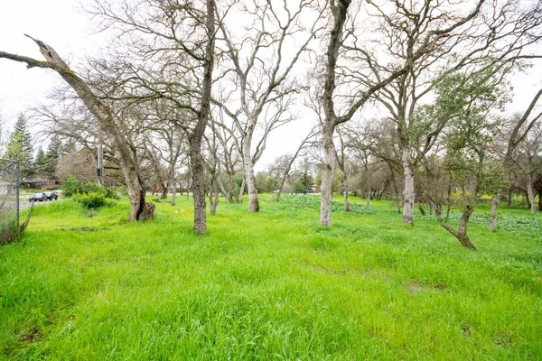 a view of grassy field with trees