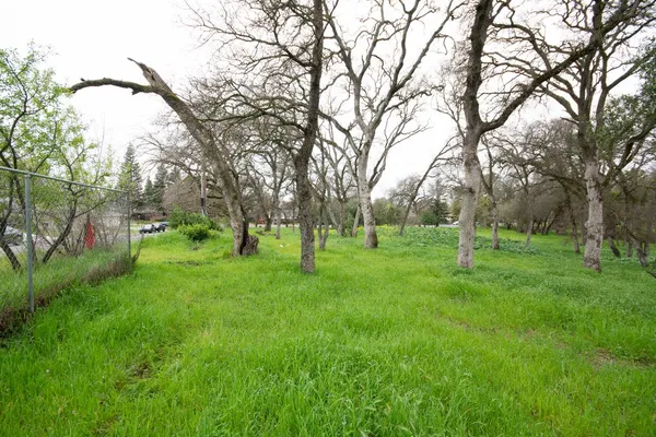 a view of a park with large trees
