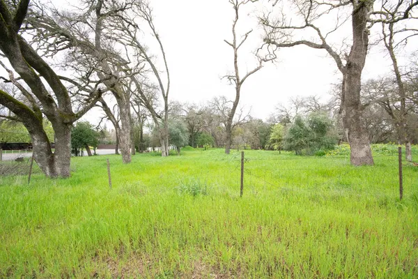 a view of a garden with a tree