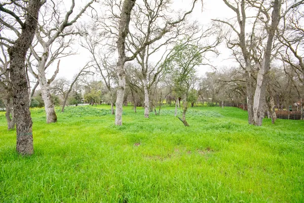 a view of grassy field with benches and trees
