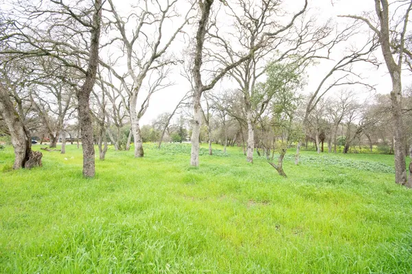 a view of yard with trees