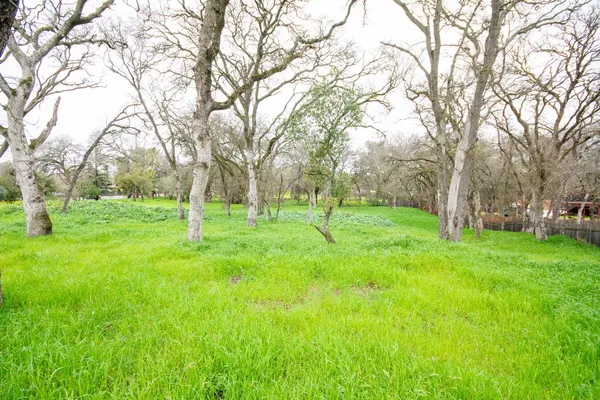 a view of a tree in a park