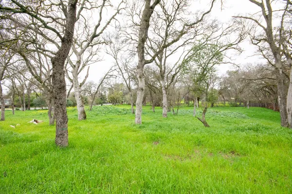 a view of a yard with a tree