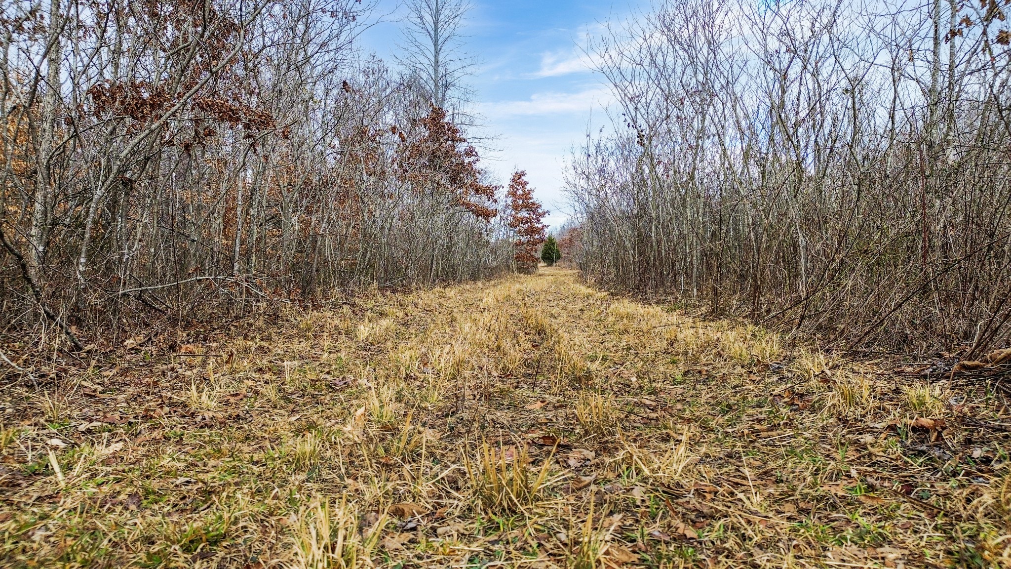 0 Shoals Branch Road Primm Springs, TN 38476 - Photo 17 of 35