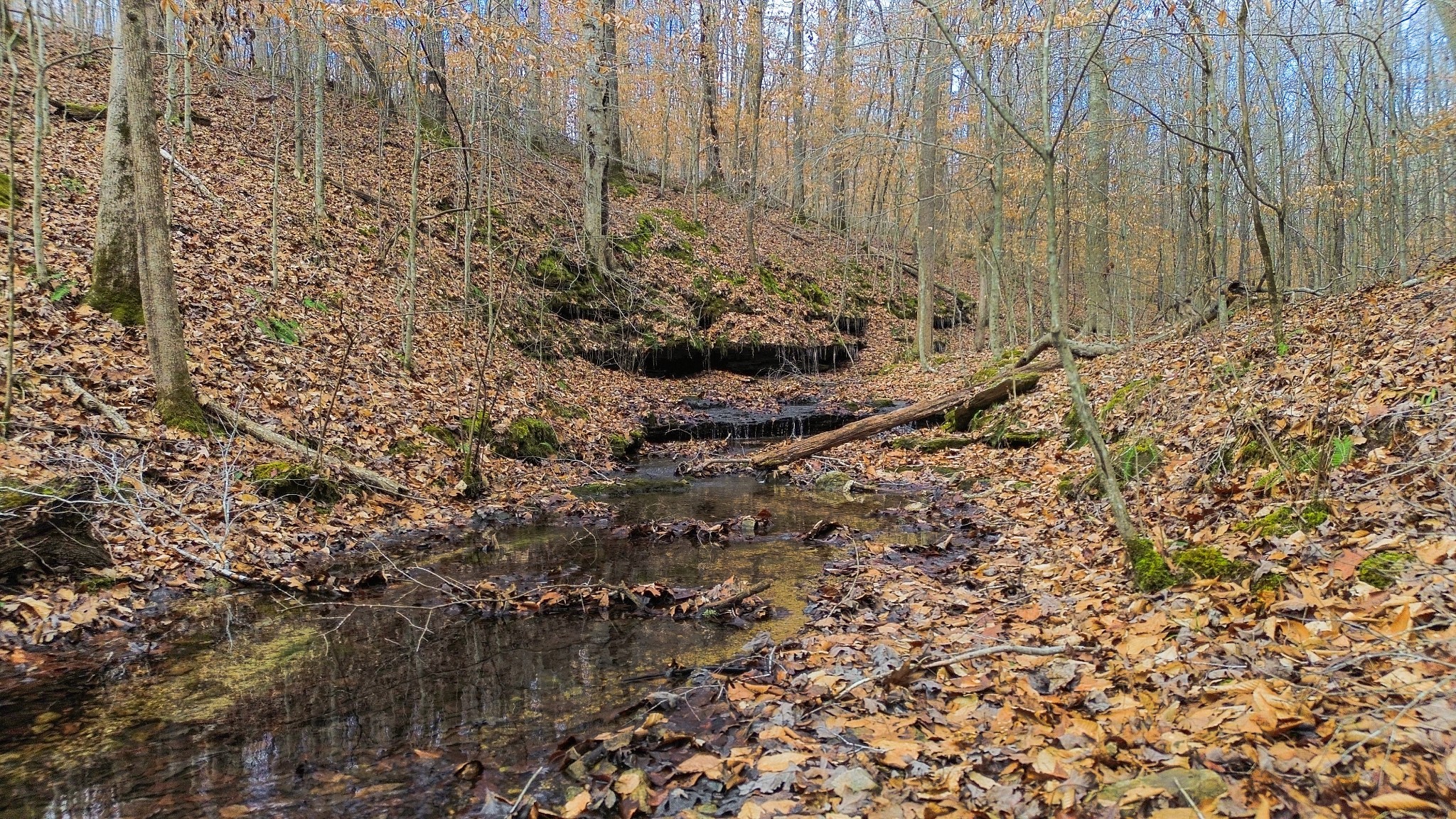 0 Shoals Branch Road Primm Springs, TN 38476 - Photo 23 of 35