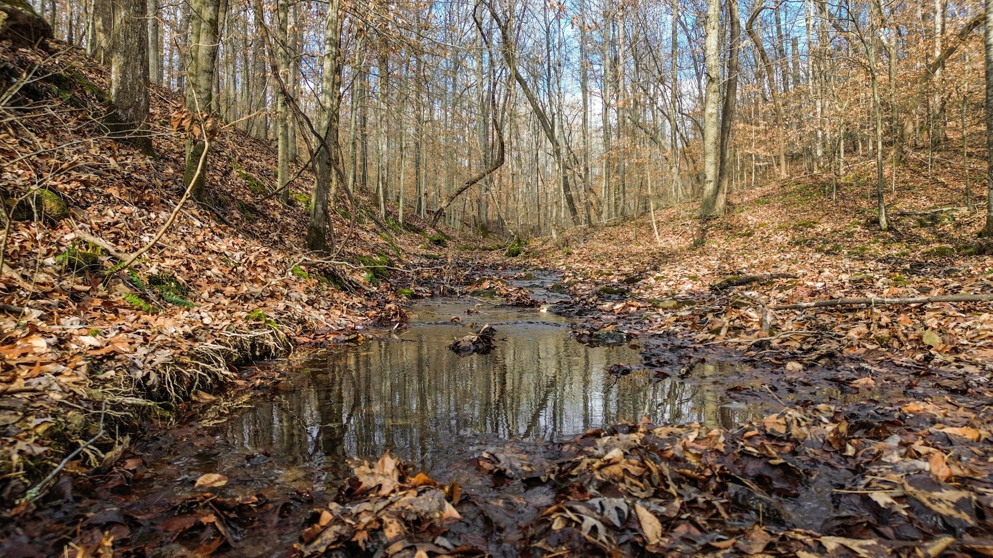 0 Shoals Branch Road Primm Springs, TN 38476 - Photo 24 of 35