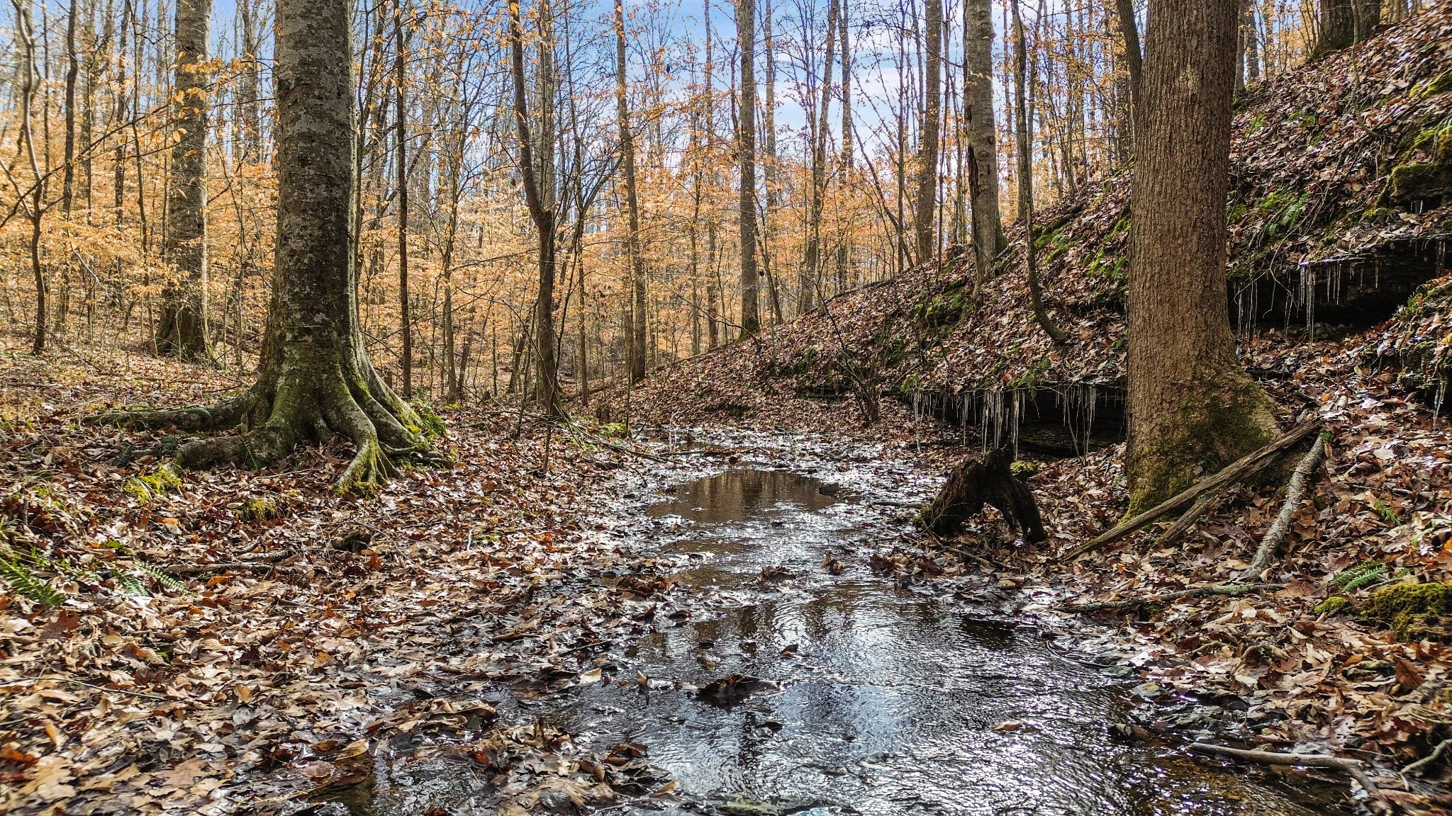 0 Shoals Branch Road Primm Springs, TN 38476 - Photo 25 of 35