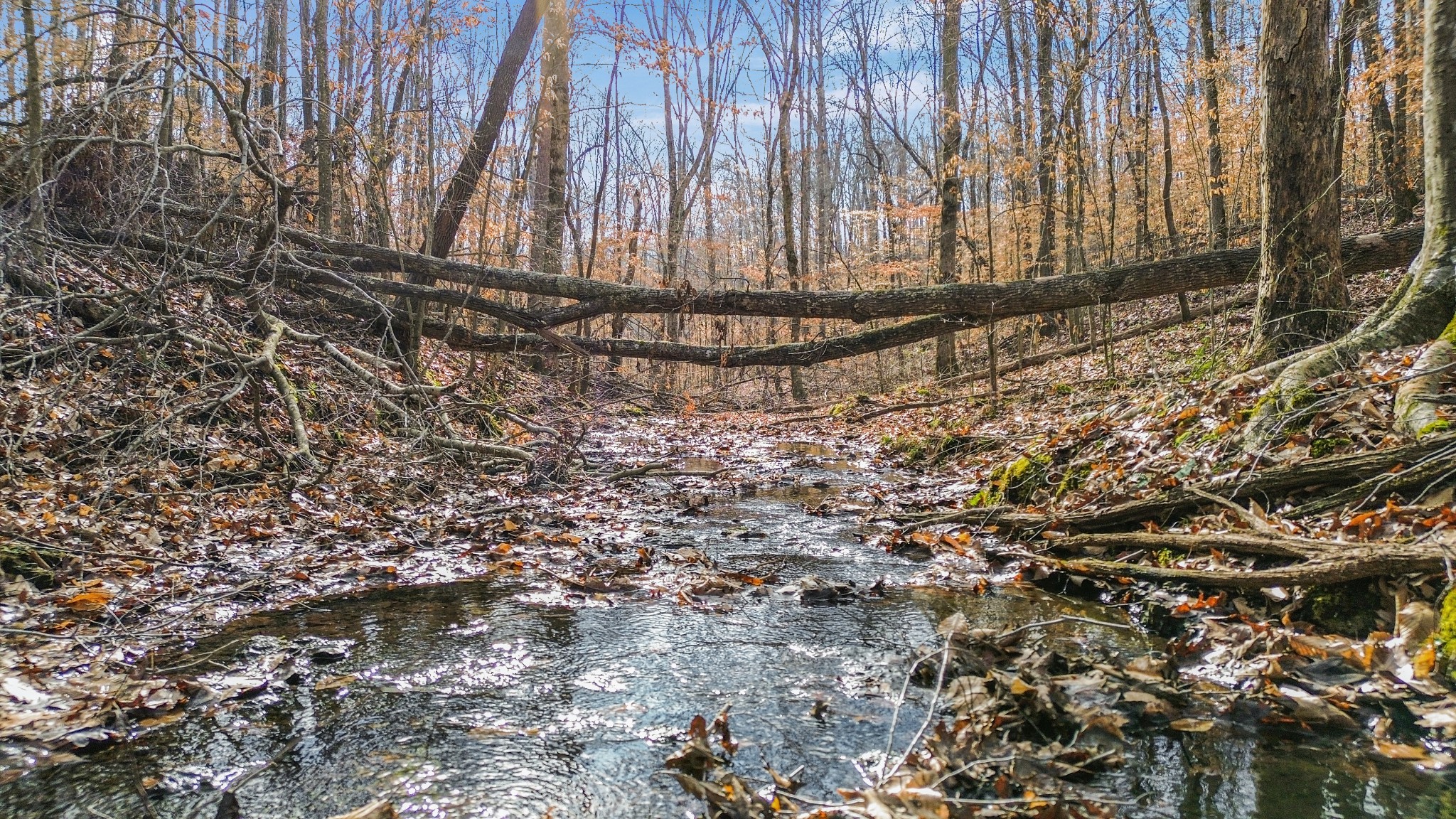 0 Shoals Branch Road Primm Springs, TN 38476 - Photo 27 of 35