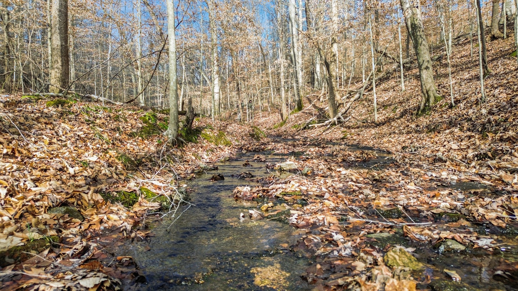 0 Shoals Branch Road Primm Springs, TN 38476 - Photo 28 of 35