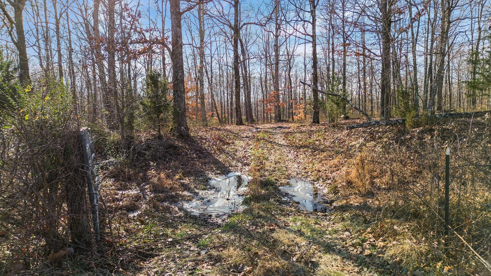 0 Shoals Branch Road Primm Springs, TN 38476 - Photo 30 of 35