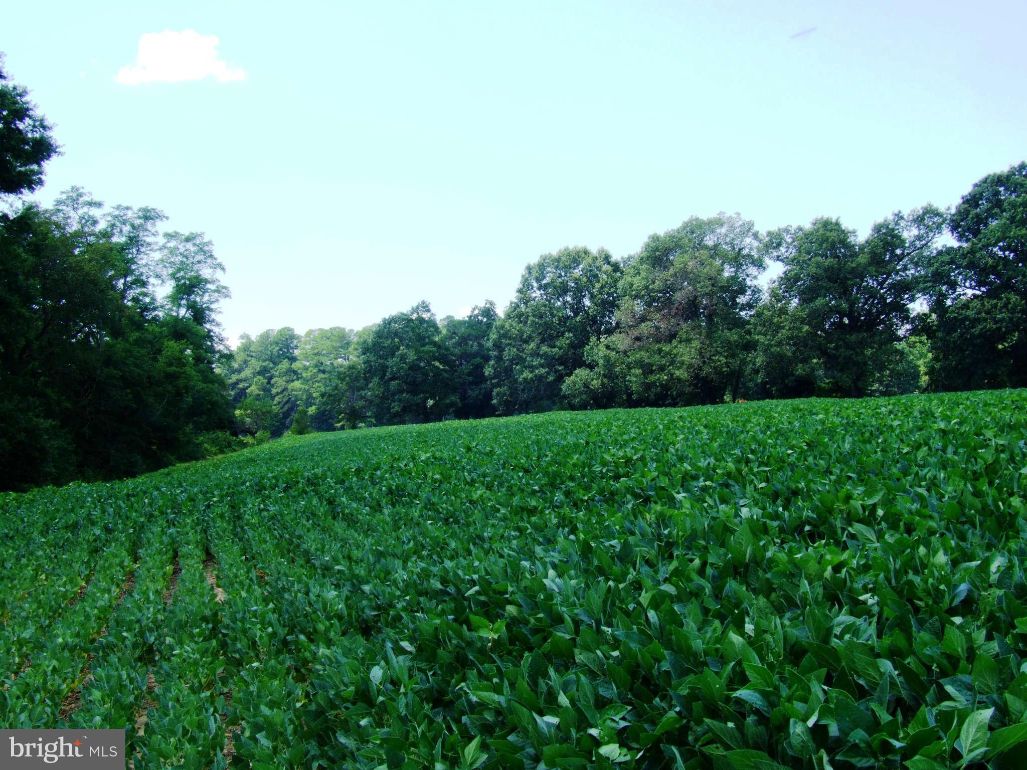 Villa Road Easton, MD 21601 - Photo 12 of 30 Farm Fields