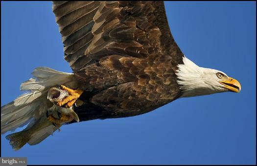 Villa Road Easton, MD 21601 - Photo 22 of 30 Eagles