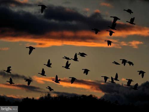 Villa Road Easton, MD 21601 - Photo 23 of 30 Sunset Geese