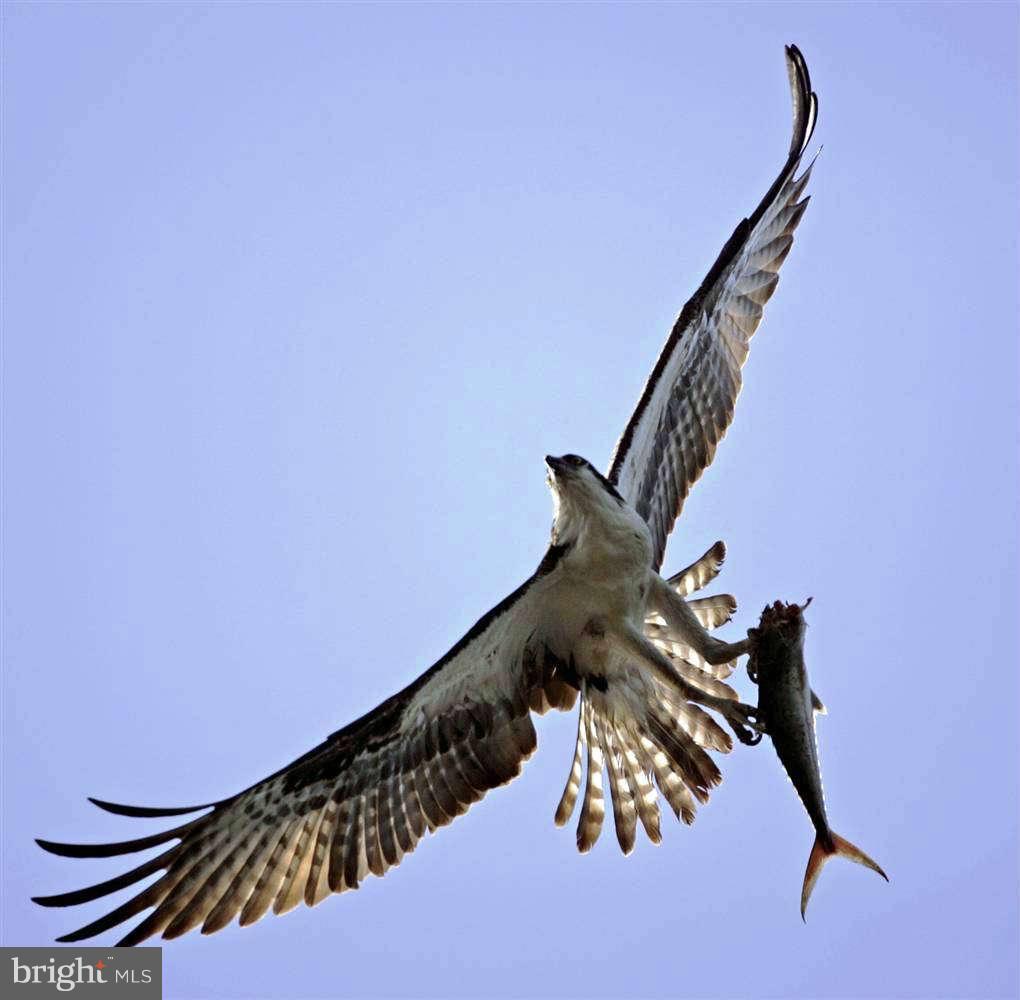 Villa Road Easton, MD 21601 - Photo 25 of 30 Osprey Fishing