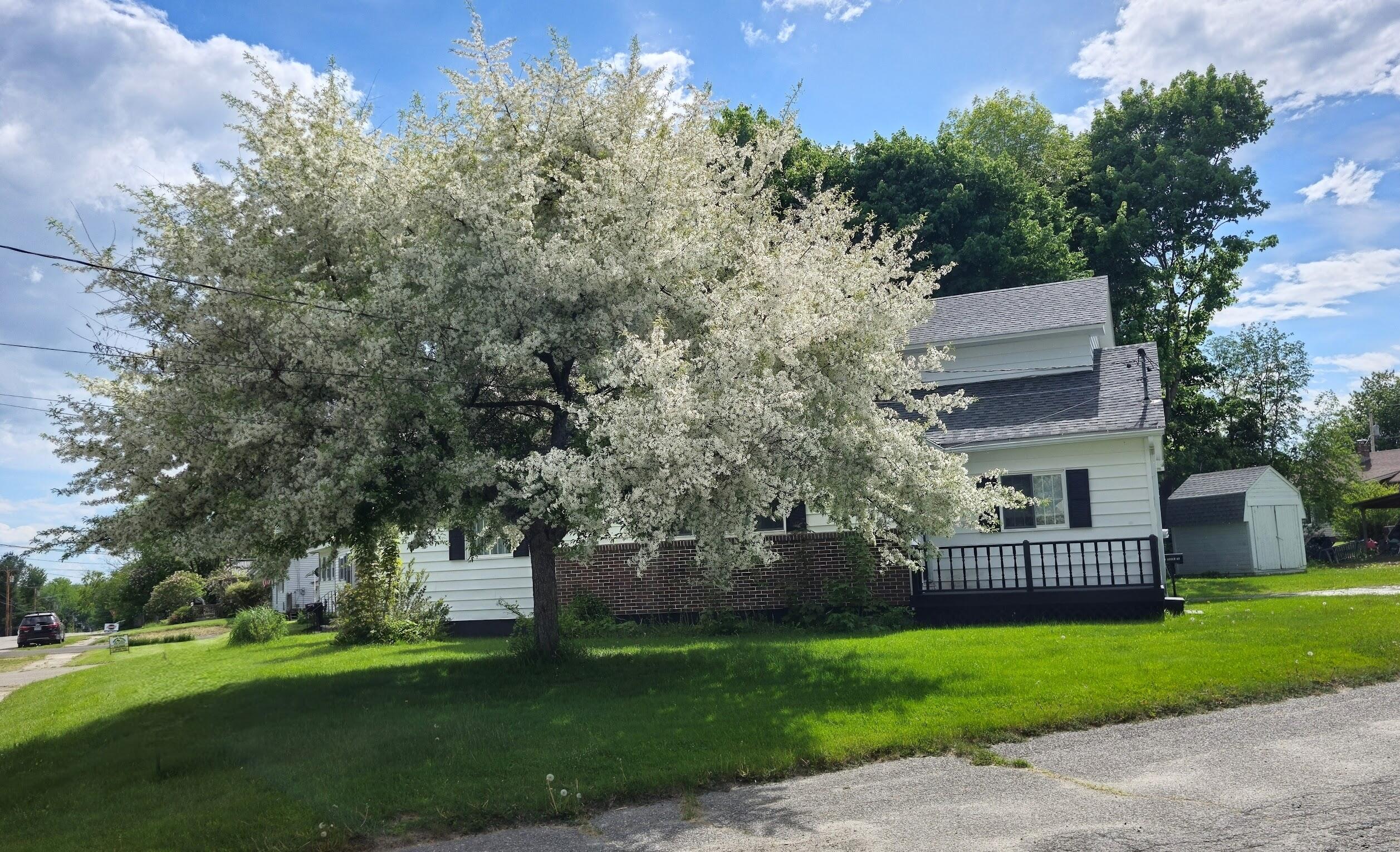 50 Beech Street East Millinocket, ME 04430 - Photo 1 of 48 Bloom spring