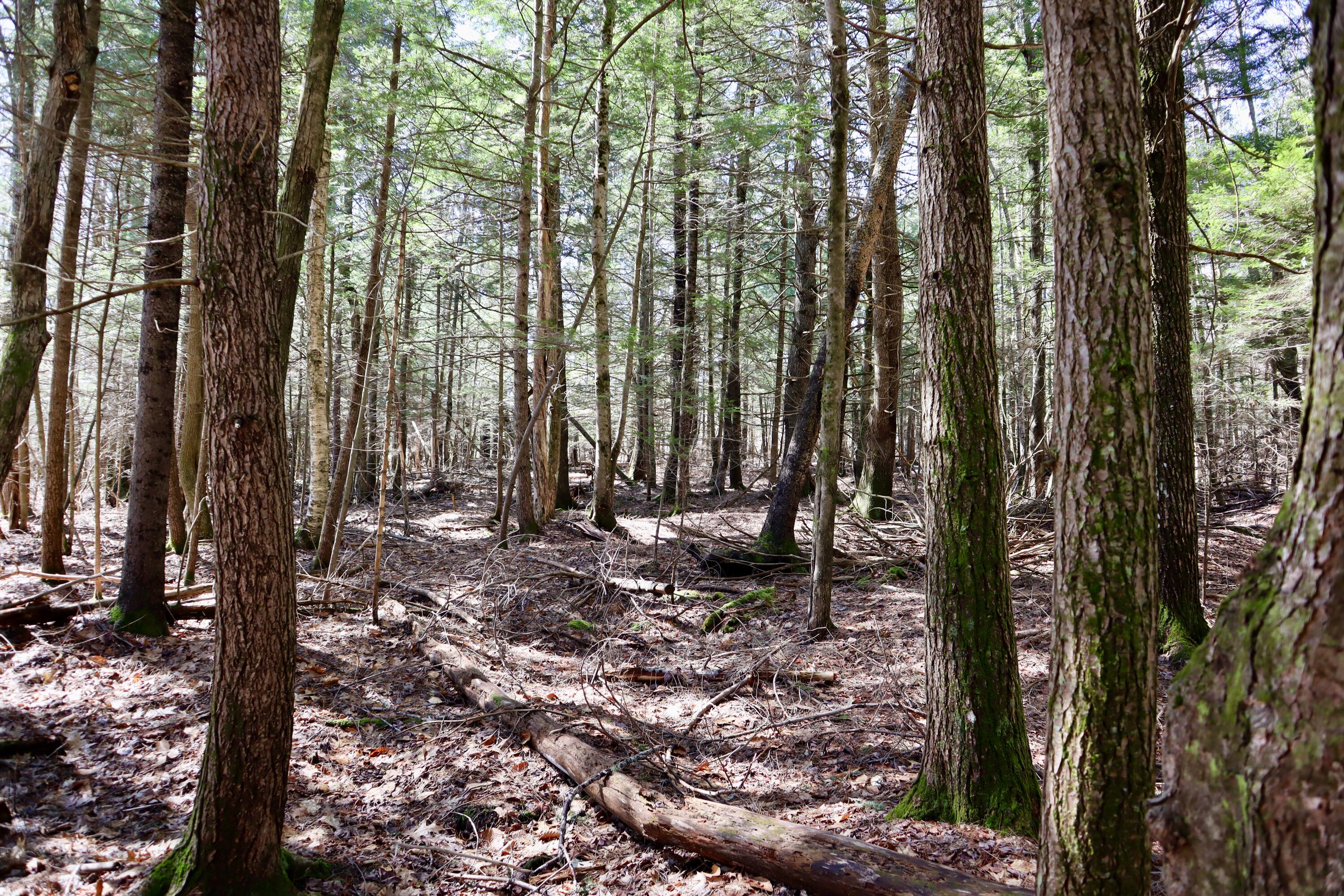 218 Plummer Road Richmond, ME 04357 - Photo 22 of 34 woods