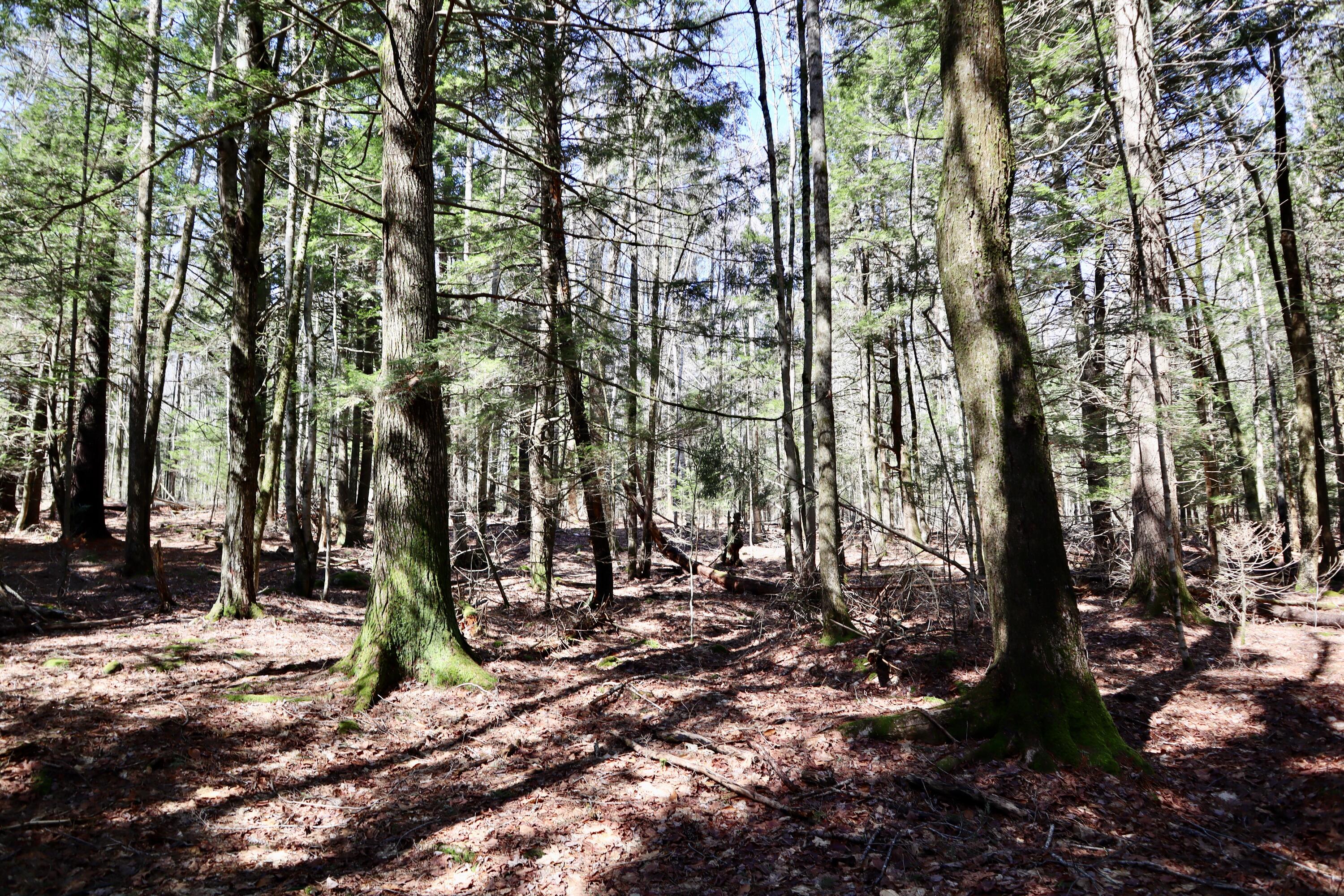 218 Plummer Road Richmond, ME 04357 - Photo 23 of 34 woods