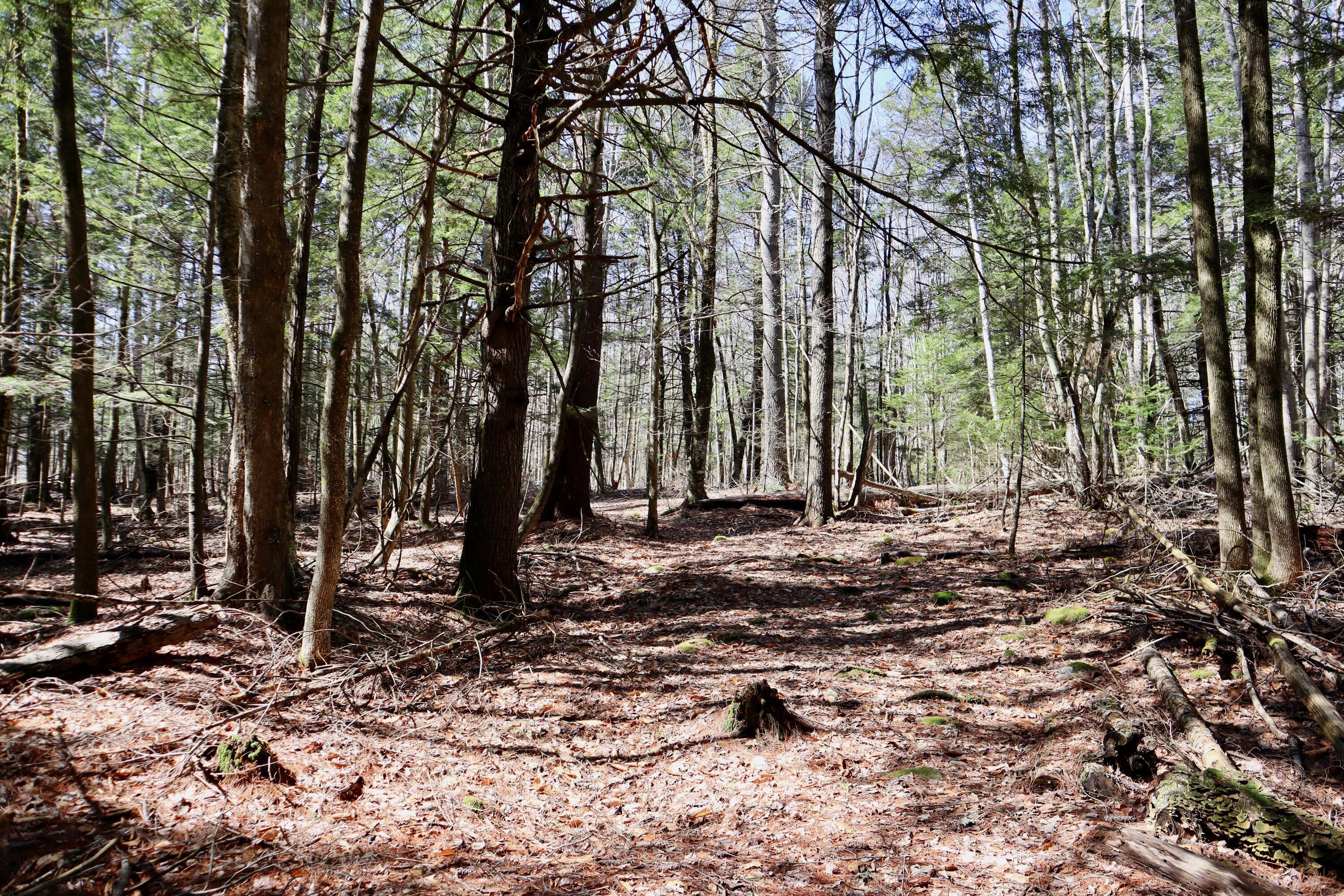 218 Plummer Road Richmond, ME 04357 - Photo 24 of 34 woods