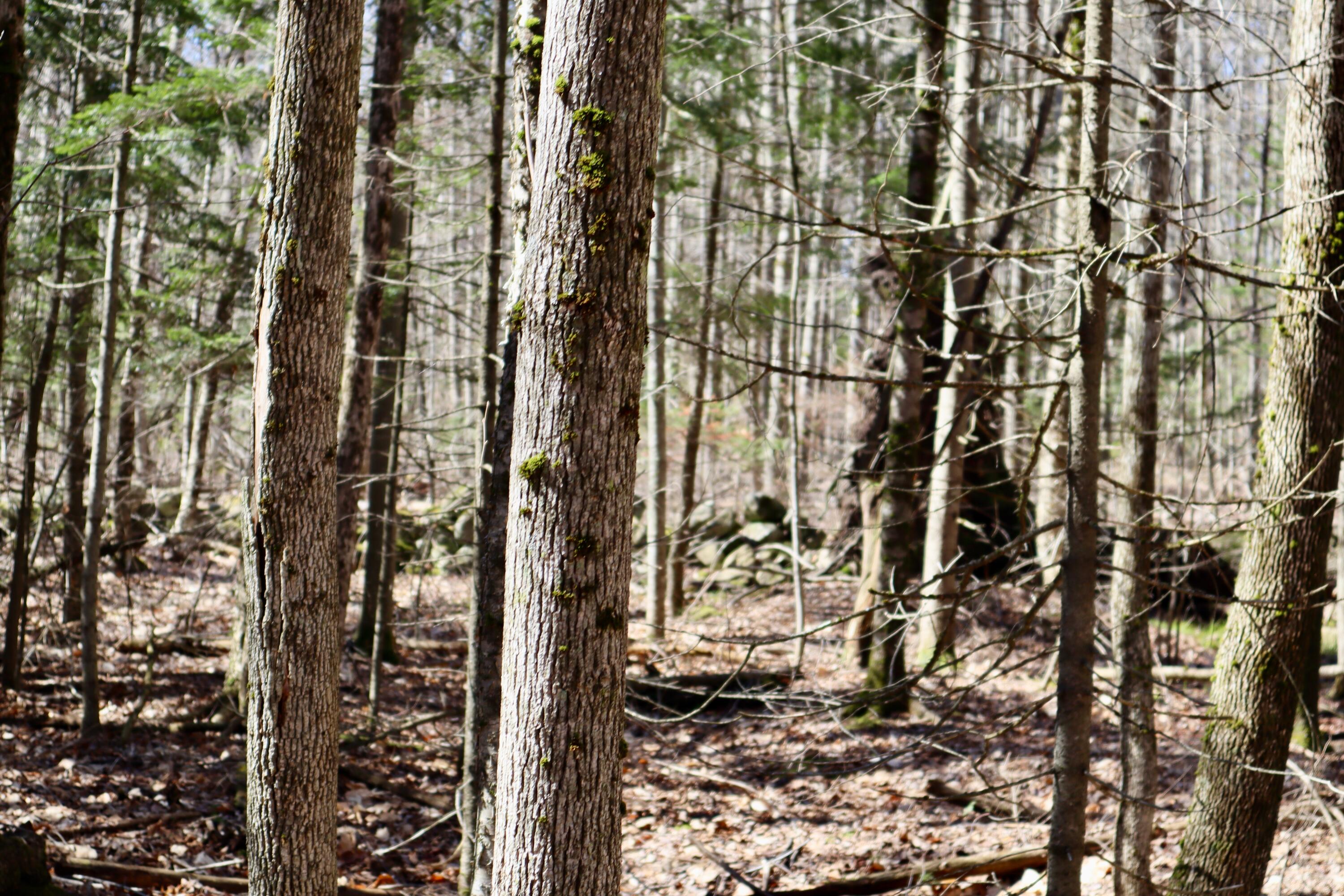 218 Plummer Road Richmond, ME 04357 - Photo 25 of 34 woods