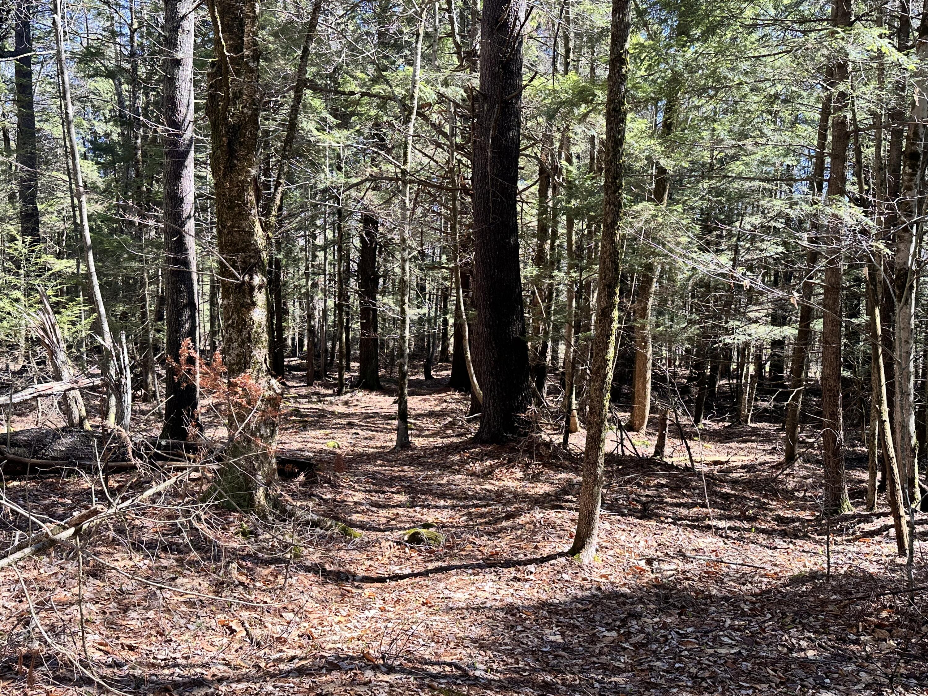 218 Plummer Road Richmond, ME 04357 - Photo 30 of 34 woods