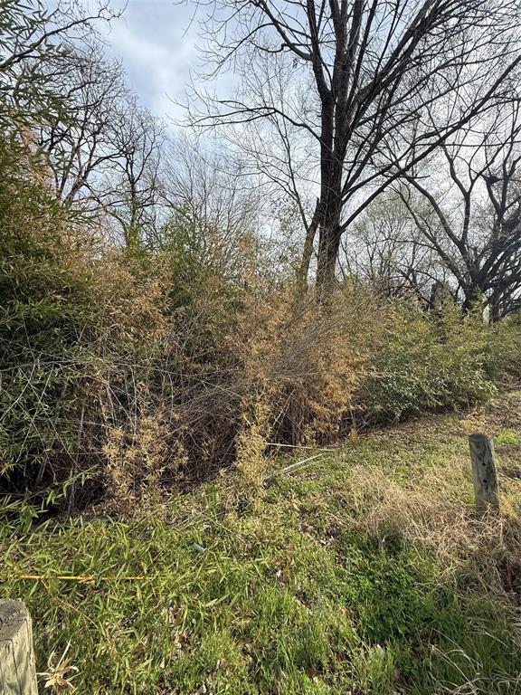 a view of a yard with a tree