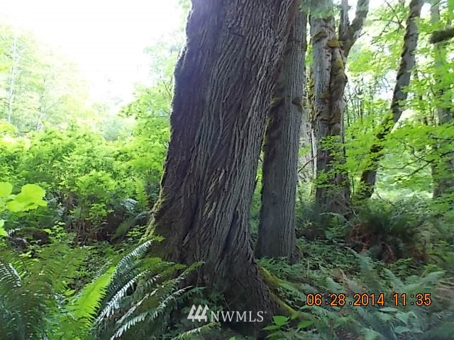 600 Rice Lake Road Quilcene, WA 98376 - Photo 11 of 16