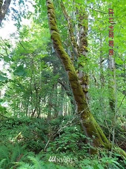 600 Rice Lake Road Quilcene, WA 98376 - Photo 12 of 16