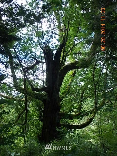 600 Rice Lake Road Quilcene, WA 98376 - Photo 6 of 16