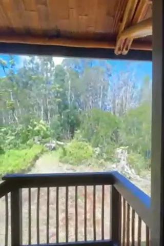 a view of a yard from a window