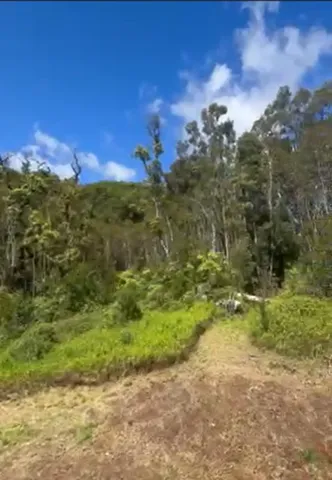 a view of a yard with a tree